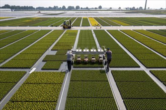 Horticultural business, broom heather plants, in flower pots, outdoors, Calluna vulgaris, are cut