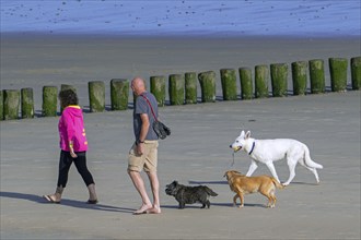 Couple of dog owners walking along the coast with their three unleashed dogs on sandy beach in