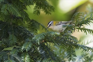 A common firecrest (Regulus ignicapilla) sitting on a branch of a conifer, Hesse, Germany, Europe