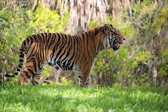 Sumatran Tiger (Panthera tigris sumatrae), adult male scenting, Sumatra