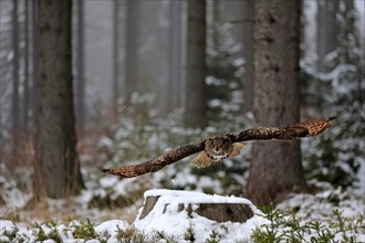 Eurasian Eagle-owl (Bubo bubo), adult flying in winter, in the snow, Zdarske Vrchy,