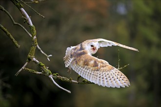 Barn owl (Tyto alba), adult, soaring, calling, Eifel, Germany, Europe