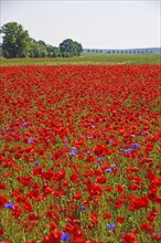 Europe, Germany, Mecklenburg-Western Pomerania, Poppy field near Göhren-Lebbin, Göhren-Lebbin,