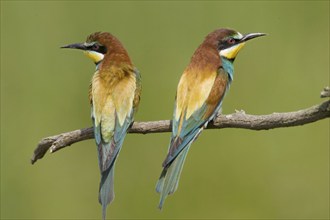 Bee-eater, / (Merops apiaster), pair, perch, Burgenland, Austria, Europe