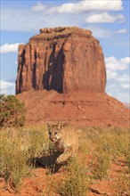 Cougar (Felis concolor), adult, rocks, alert, vigilant, Monument Valley, Utah, USA, North America