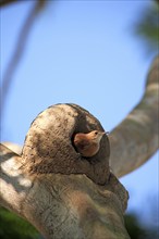 Rusty dotterel (Furnarius rufus), adult, on tree, at nest, Pantanal, Brazil, South America