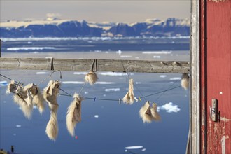 Pieces of fur of a polar bear hanging on a wooden pole, Inuit settlement at a fjord in front of