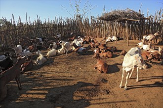 Southern Ethiopia, Omo region, herd of cattle in a wadi, Ethiopia, Africa