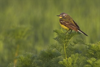 Yellow wagtail (Motacilla f. flava), Worms district, Rhineland-Palatinate, Germany, Europe