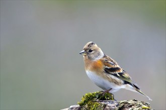 Mountain Finch, Frigilla montifrigilla, songbird, perch, lateral, Bavaria, Bavaria, Federal