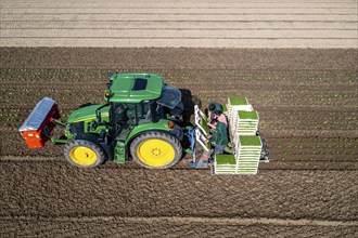 Agriculture, herb gardening, parsley is planted in rows in a field with a planting machine