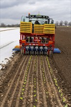 Lettuce plants, in press pots, they are planted in a field with a planting machine, agriculture,