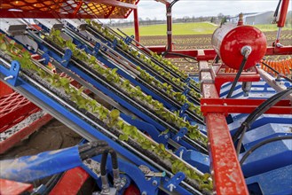 Lettuce plants, in press pots, they are planted in a field with a planting machine, agriculture,