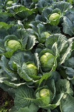 White cabbage field, growing area in the south of Düsseldorf, Volmerswerth district, on the Rhine,