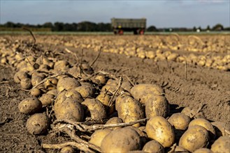 Potato harvest, Melodie variety, so-called split harvesting method, first the tubers are taken out