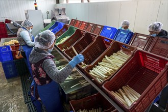 Asparagus farm, white asparagus is washed, cut and sorted by quality after harvesting, near