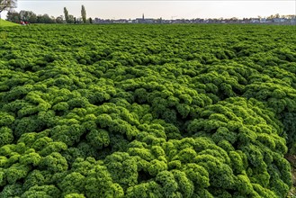 Kale field, growing area in the south of Düsseldorf, Volmerswerth district, on the Rhine, North