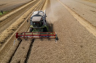 Agriculture, grain harvest, wheat, combine harvester harvesting in a wheat field, near