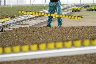 Horticultural business, greenhouse, freshly potted young plants are placed on beds to grow there,