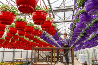 Horticultural business, flower pots, so-called petunia ampel, grow in a greenhouse, under the glass