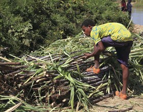 Ahamra region, Young man harvesting sugar cane, Ethiopia, Africa