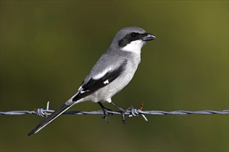 Loggerhead shrike (Lanius ludovicianus), Venice Landfill, Venice, Florida, USA, North America