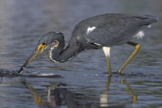 Tricolored heron (Egretta tricolor), foraging, Little Estero Lagoon, Sanibel Island, Florida, USA,