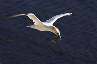 Northern gannet, Northern gannet (Sula bassana), flight photo, looking for nesting material, nest