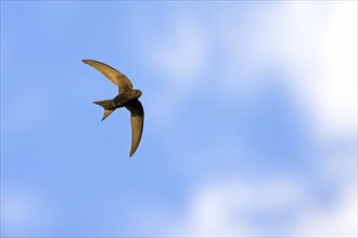 Common swift (Apus apus), family of swallows, Mannheim, Baden-Württemberg, Federal Republic of