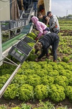 Harvesting Lollo Bianco lettuce, harvest workers cut off the lettuce heads, clean them and put them