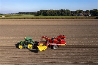 Potato harvesting, so-called split harvesting method, first the tubers are taken out of the ground