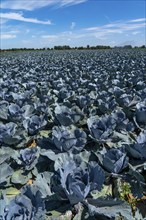 Vegetable cultivation, field with red cabbage, red cabbage, near Krefeld, North Rhine-Westphalia,