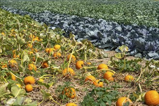 Vegetable cultivation, field with pumpkin, red cabbage and kohlrabi, near Krefeld, North