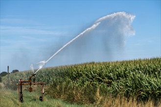 A field is artificially irrigated, water is sprayed onto the field via a sprinkler system, maize