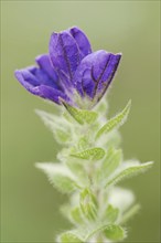 Crested sage (Salvia viridis, Salvia horminum), North Rhine-Westphalia, Germany, Europe