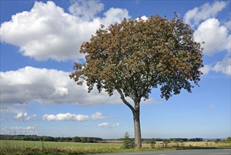 Deciduous tree, rowan (Sorbus aria) with fruit, solitary tree, blue cloudy sky, North