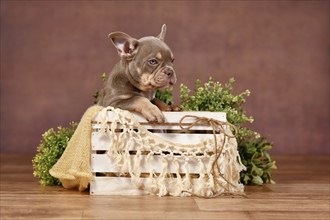 Isabella tan French Bulldog puppy in box with boho decor in front of brown background