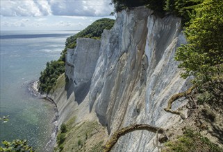 Möns Klint chalk cliff, Baltic Sea, island of Mön, Denmark, Scandinavia, Europe