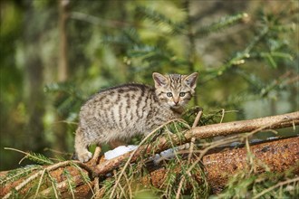 Close-up of European wildcat (Felis silvestris silvestris) kitten in spring in the bavarian forest