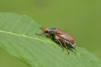 Northern cockchafer (Melolontha hippocastani), male, on a leaf of a horse chestnut (Aesculus