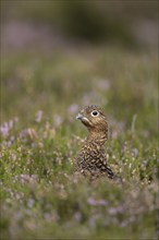 Red grouse (Lagopus lagopus scotica) adult female bird amongst flowering heather on a moorland in