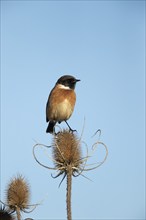 European stonechat (Saxicola rubicola) adult male bird on a Teasel seedhead, Lincolnshire, England,