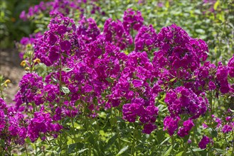 Garden phlox (Phlox paniculata), Meckleburg-Vorpommern, Germany, Europe