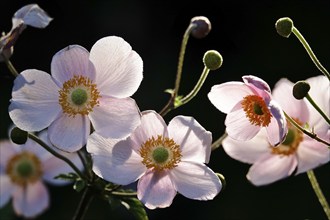 Beautiful flower of an anemone, summer, Germany, Europe