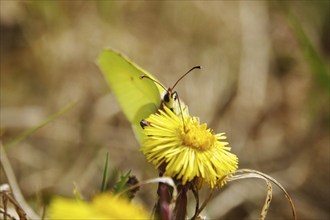 Lemon butterfly on coltsfoot, March, Germany, Europe