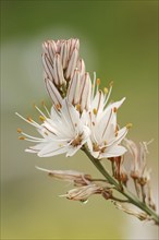 Asphodelus ramosus (Asphodelus ramosus), flowers, Provence, France, Europe