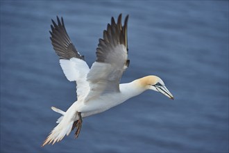 Close-up of Northern gannet (Morus bassanus) in spring (april) on Helgoland a small Island of