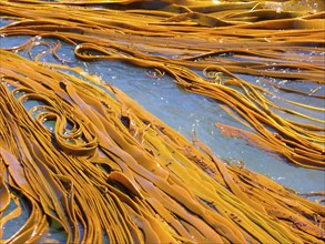 New Zealand, seaweed in the sea, kelp, Abel Tasman National Park, New Zealand, Oceania