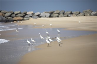 Great egret (Ardea alba, syn.: Casmerodius albus, Egretta alba) at Marari Beach or Strand,