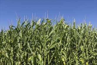 Symbolic image, renewable energies, maize plants, biogas plant, feed maize, detail, immature,